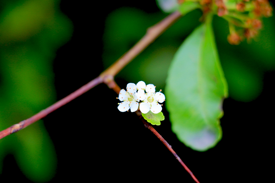 小花